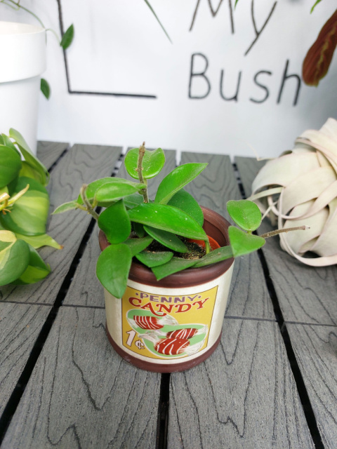 Hoya Chouke | 10cm > Rośliny kolekcjonerskie z Tajlandii